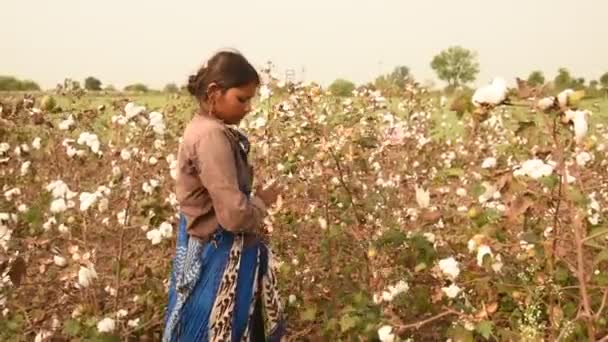 Indische Frau Erntet Baumwolle Auf Einem Baumwollfeld Maharashtra Indien — Stockvideo