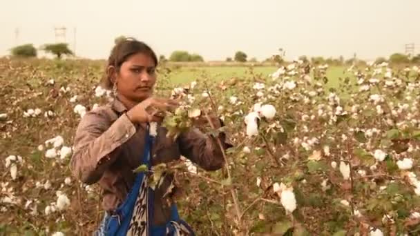 Indian Woman Harvesting Cotton Cotton Field Maharashtra India — Stockvideo