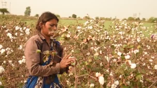 Indische Frau Erntet Baumwolle Auf Einem Baumwollfeld Maharashtra Indien — Stockvideo