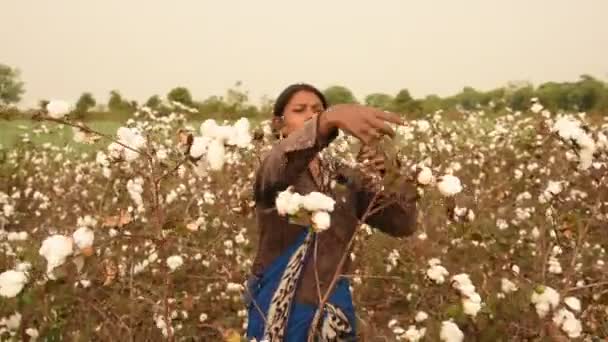 Indian Woman Harvesting Cotton Cotton Field Maharashtra India — Stok video