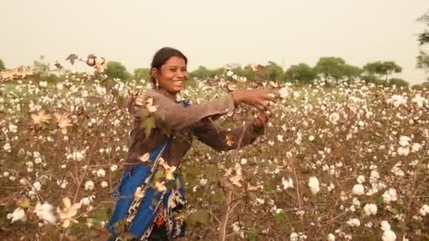 Indische Frau Erntet Baumwolle Auf Einem Baumwollfeld Maharashtra Indien — Stockvideo