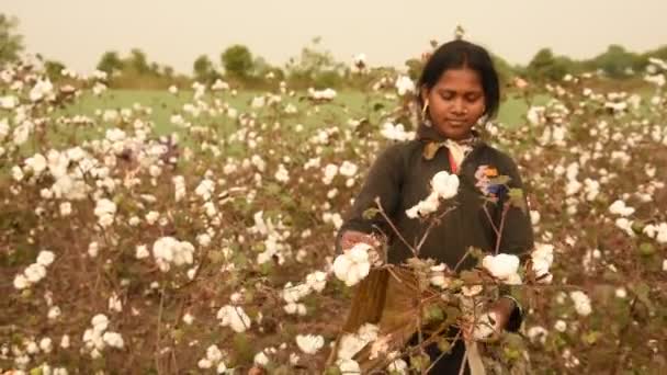 Woman Harvesting Cotton Field Maharashtra India — Stock Video