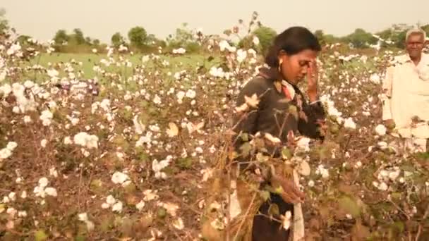 Indische Frau Erntet Baumwolle Auf Einem Baumwollfeld Maharashtra Indien — Stockvideo