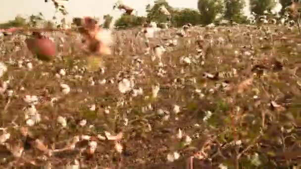 Baumwollfeld Bereit Für Die Ernte — Stockvideo