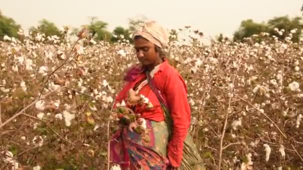 Indian Woman Harvesting Cotton Cotton Field Maharashtra India — Video Stock