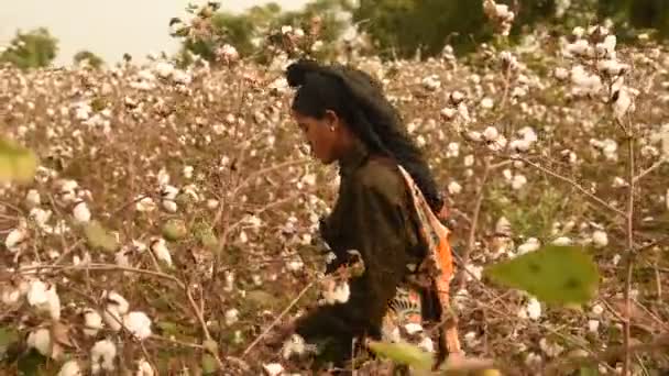 Women Harvesting Cotton India — Vídeos de Stock