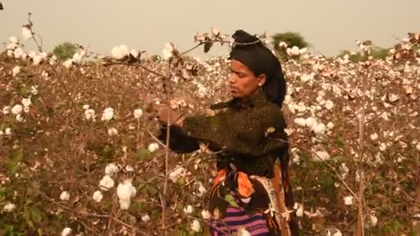 Frauen Bei Der Baumwollernte Indien — Stockvideo