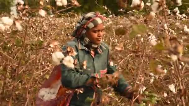 Frauen Bei Der Baumwollernte Indien — Stockvideo