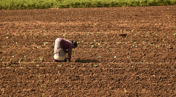 Farmer working at their farm, Maharashtra, India.