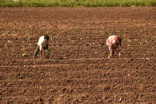 Farmer Working Farm Maharashtra India — Stockfoto