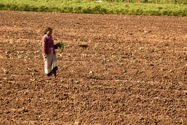 Farmer Working Farm Maharashtra India — ストック写真