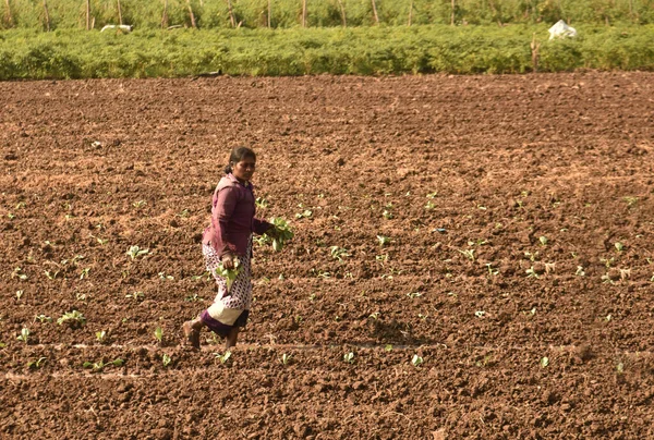 Farmer Working Farm Maharashtra India — Stockfoto