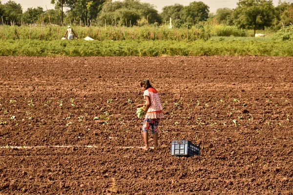 Farmer Working Farm Maharashtra India — ストック写真