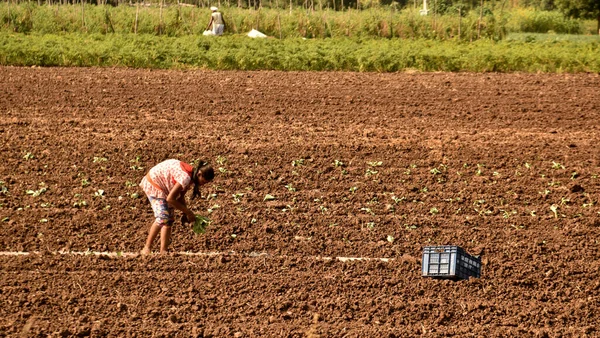 Farmer working at their farm, Maharashtra, India.