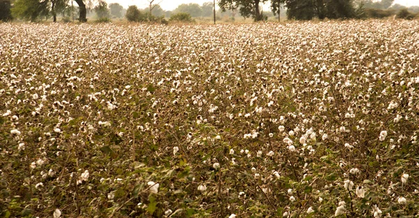 Cotton Fields Ready Harvesting — Foto Stock