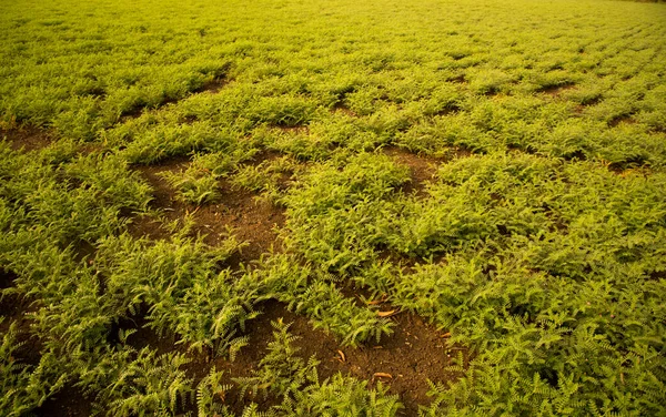 Fresh Green Chickpeas Field India — ストック写真