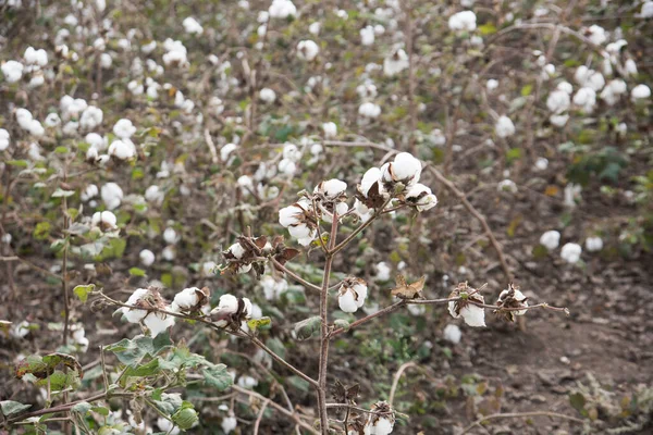 Campos Algodão Prontos Para Colheita — Fotografia de Stock