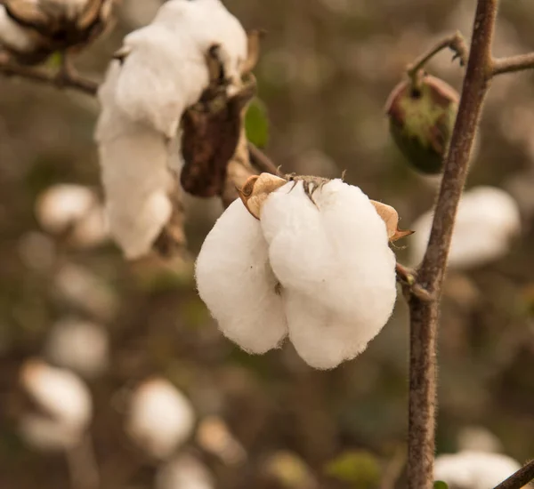 Cotton Fields Ready Harvesting — Φωτογραφία Αρχείου