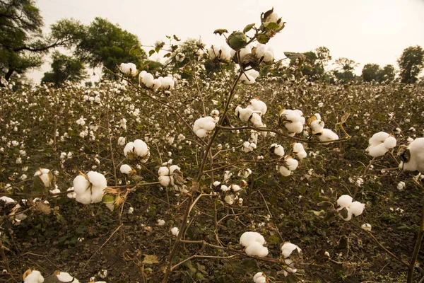 Cotton Fields Ready Harvesting — Φωτογραφία Αρχείου