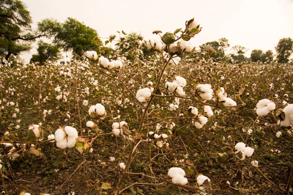 Cotton Fields Ready Harvesting — Φωτογραφία Αρχείου