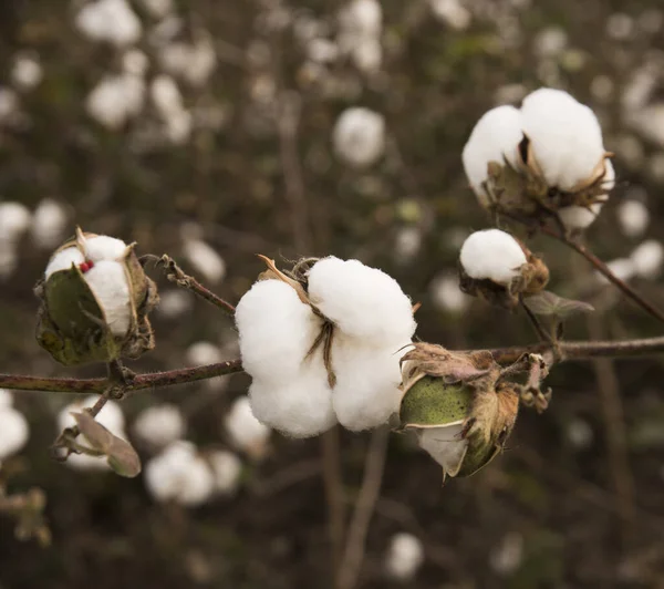 Cotton Fields Ready Harvesting — Φωτογραφία Αρχείου