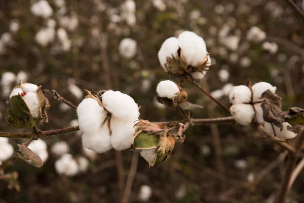 Cotton Fields Ready Harvesting — Φωτογραφία Αρχείου