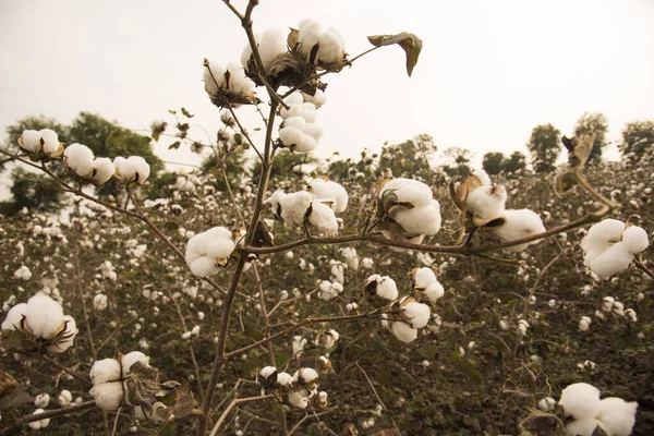 Cotton Fields Ready Harvesting — Φωτογραφία Αρχείου