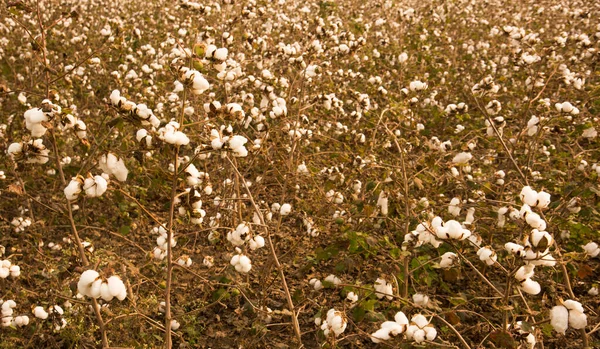 Cotton Fields Ready Harvesting — Foto Stock