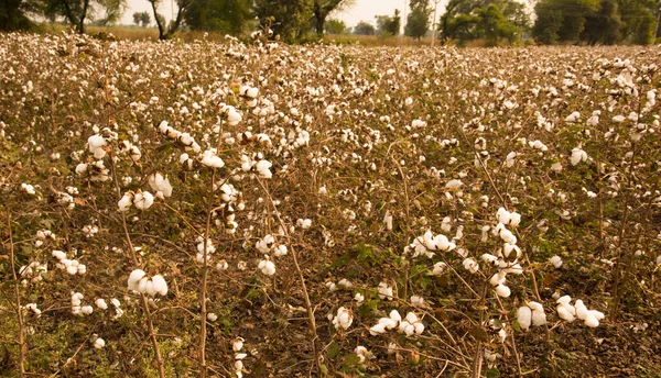 Cotton Fields Ready Harvesting — Φωτογραφία Αρχείου