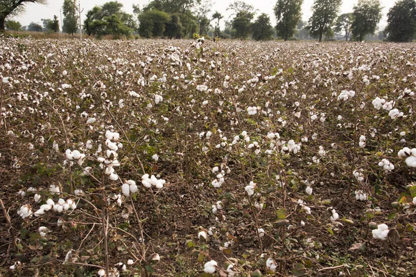 Cotton Fields Ready Harvesting — Stock fotografie