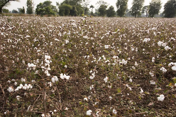 Cotton Fields Ready Harvesting — Φωτογραφία Αρχείου