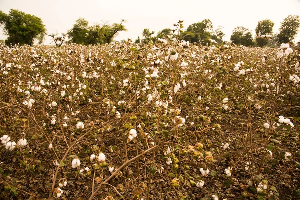 Cotton Fields Ready Harvesting — Φωτογραφία Αρχείου