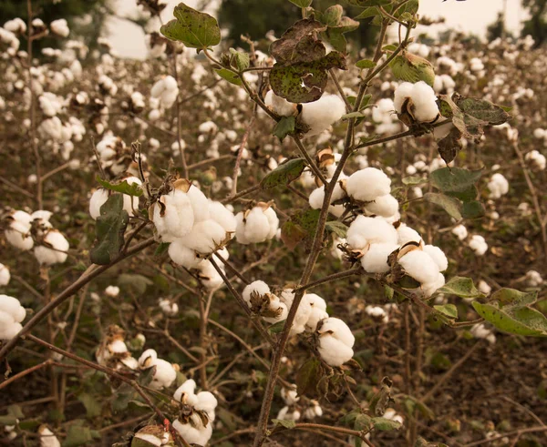 Cotton Fields Ready Harvesting — Φωτογραφία Αρχείου