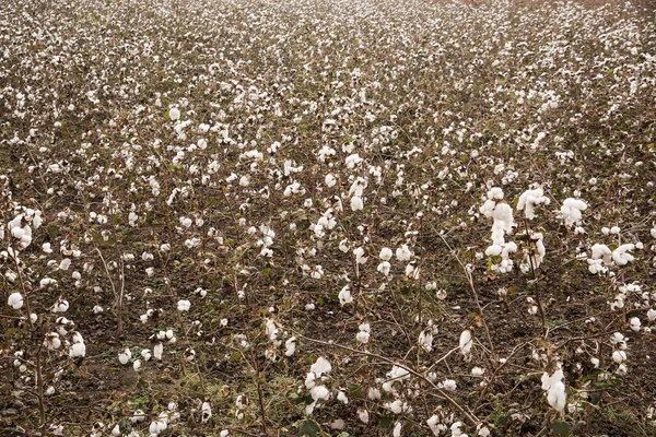 Cotton Fields Ready Harvesting — Zdjęcie stockowe