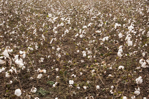 Cotton Fields Ready Harvesting — Φωτογραφία Αρχείου