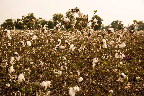 Cotton Fields Ready Harvesting — Φωτογραφία Αρχείου