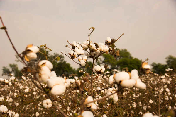 Cotton Fields Ready Harvesting — Φωτογραφία Αρχείου