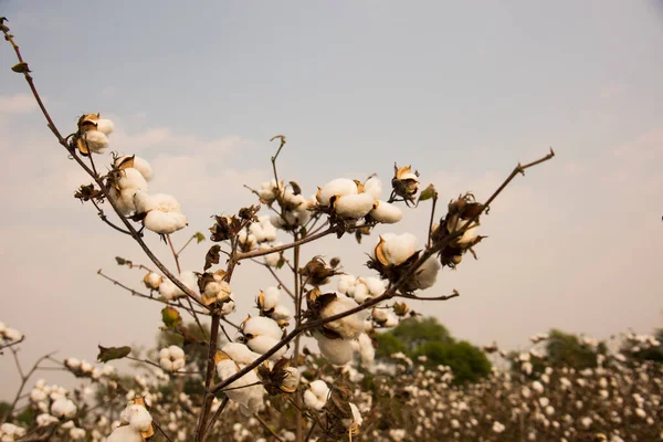 Cotton Fields Ready Harvesting — Φωτογραφία Αρχείου