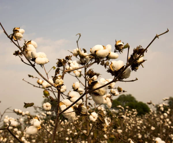 Cotton Fields Ready Harvesting — Φωτογραφία Αρχείου