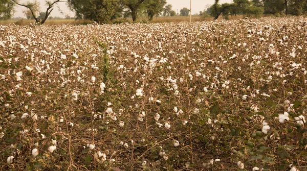 Cotton Fields Ready Harvesting — Φωτογραφία Αρχείου