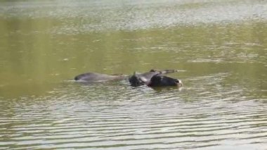 Bufalolar Hindistan 'da sıcak bir günde ferahlatıcı bir banyo yaparlar.