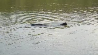 Bufalolar Hindistan 'da sıcak bir günde ferahlatıcı bir banyo yaparlar.