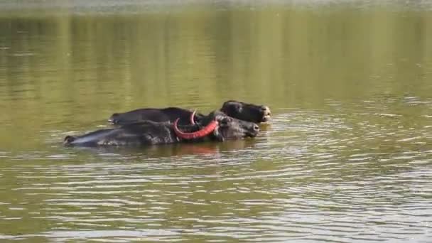 Buffalo Fare Bagno Rinfrescante Durante Una Giornata Calda India — Video Stock