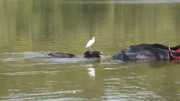 Buffalo Fare Bagno Rinfrescante Durante Una Giornata Calda India — Video Stock