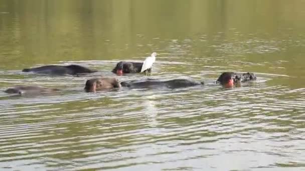 Buffels Nemen Een Verfrissend Bad Tijdens Een Warme Dag India — Stockvideo