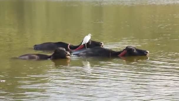 Buffalo Fare Bagno Rinfrescante Durante Una Giornata Calda India — Video Stock