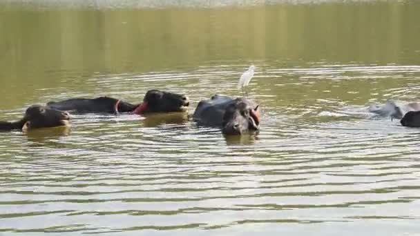 Buffaloes Take Refreshing Bath Hot Day India — Stock Video