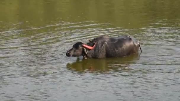 Buffalo Fare Bagno Rinfrescante Durante Una Giornata Calda India — Video Stock
