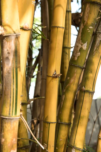 Fondo Tallos Bambú Verde Patrón Bosque —  Fotos de Stock