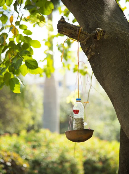 Bird Feeder Tree Daytime — Stock Photo, Image